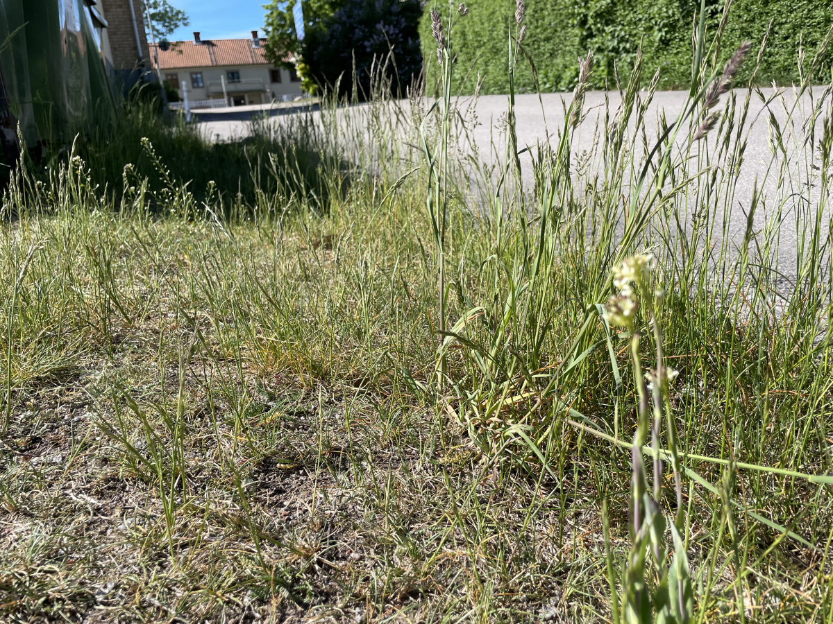Bilden visar högt och oklippt gräs