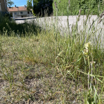 Bilden visar högt och oklippt gräs