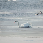 Bilden visar en svan i vattnet.