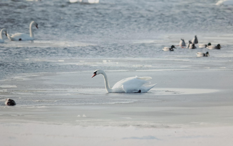 Bilden visar en svan i vattnet.