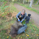 Bilden visar en anställd som hanterar ett dött vildsvin som dumpats vid en välbesökt vandringsled. De döda vildsvinet är cencurerat.