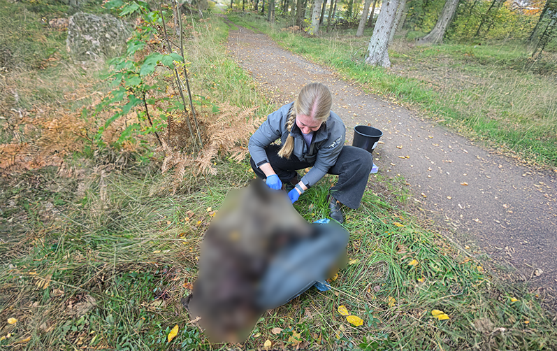 Bilden visar en anställd som hanterar ett dött vildsvin som dumpats vid en välbesökt vandringsled. De döda vildsvinet är cencurerat.