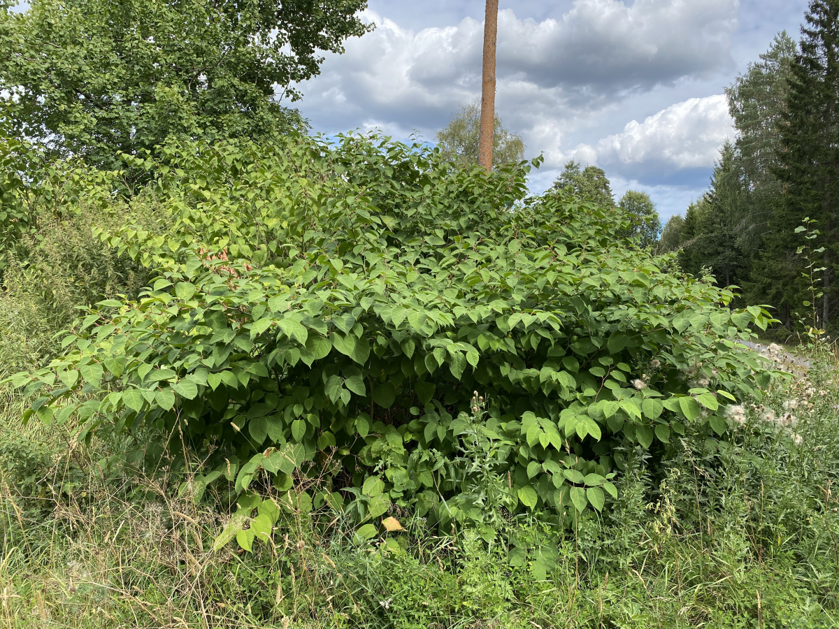 Såhär hanterar du den invasiva växten parkslide