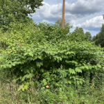 Såhär hanterar du den invasiva växten parkslide