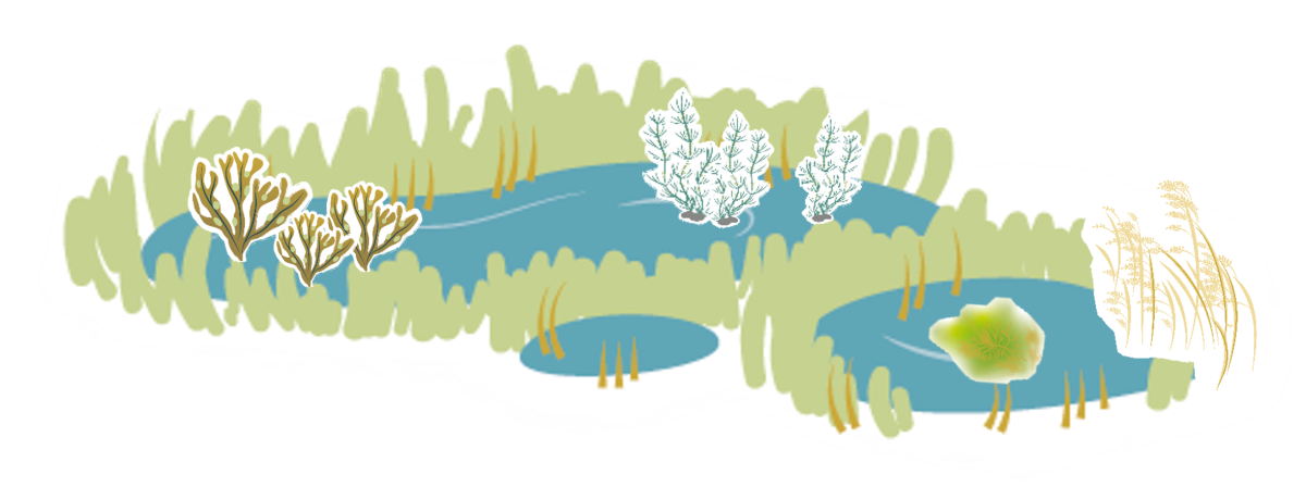 Illustration över insjöar och dess miljö.