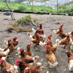 Ökad risk för fågelinfluensa