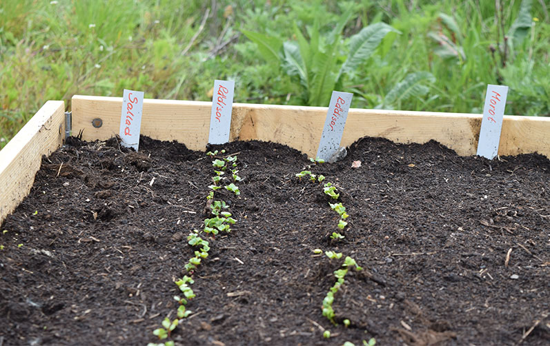 Nu kan du hyra odlingslott