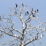 Stöd och samordning till skyddsjakt på skarv